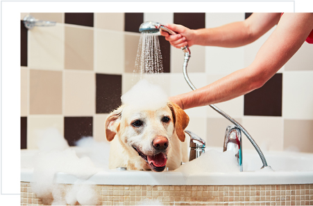 Dog taking bath